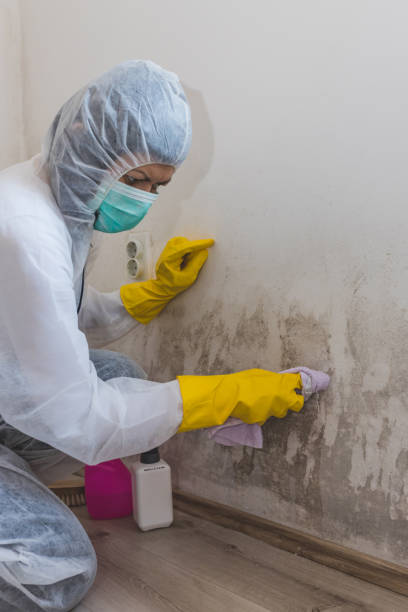 Best Real Estate Mold Inspection  in New London, OH